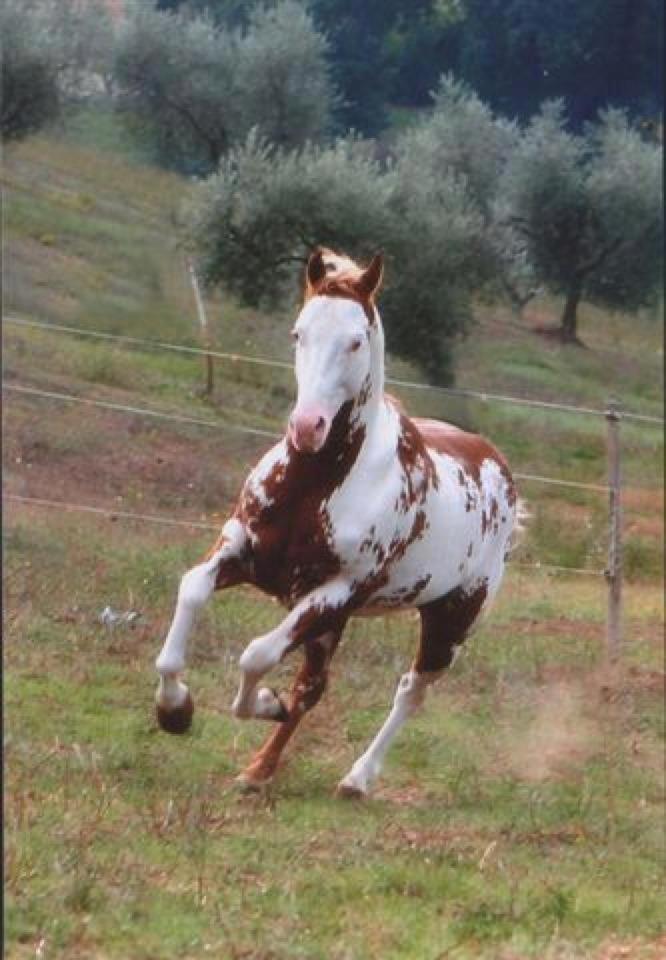 Agriturismo Cannavota Follonica Buitenkant foto